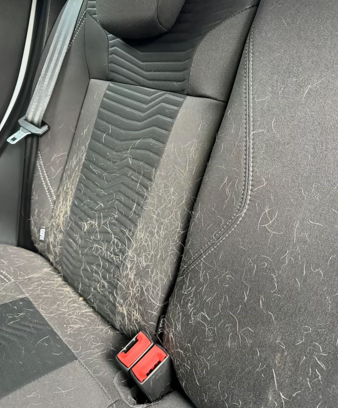 Tierhaare auf Fahrzeugsitz — wir entfernen sie vollständig